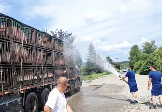 眼見一車生豬被救，長途司機(jī)李師傅終于松了口氣 (1)_副本.jpg