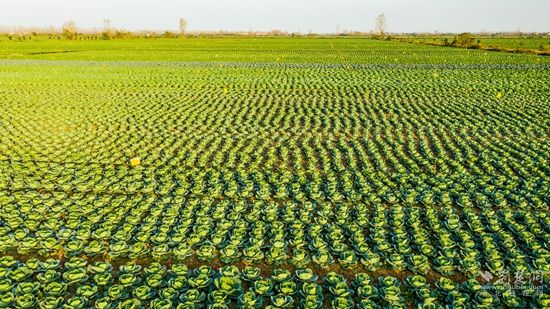DJI_0105嘉魚縣潘家灣鎮(zhèn)萬(wàn)畝蔬菜基地  雷平攝.jpg.jpg